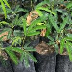 Siembra de carbonero, Calliandra spp.