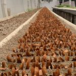Proceso de germinación. Especie: cedro rosado, Acrocarpus fraxinifolius.
