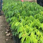 Siembra de ceiba, Ceiba pentandra.